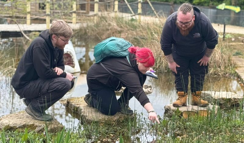 Great crested newt survey article image